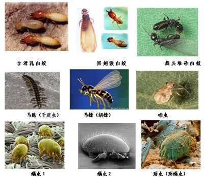 金湾区饭堂灭老鼠技术