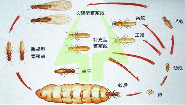 文章详情    2,非繁殖型:   非繁殖型指没有繁殖能力的白蚁.