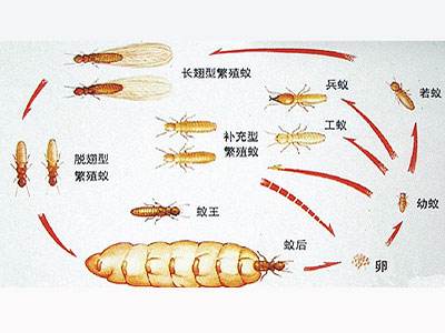 中山南朗白蚁消杀公司