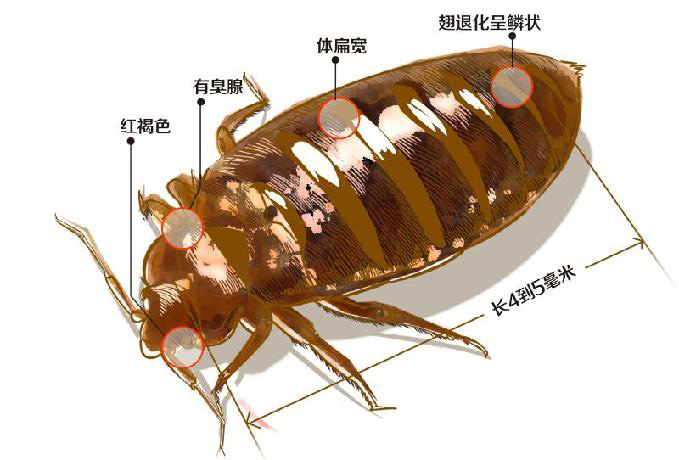 臭虫防治效果展示