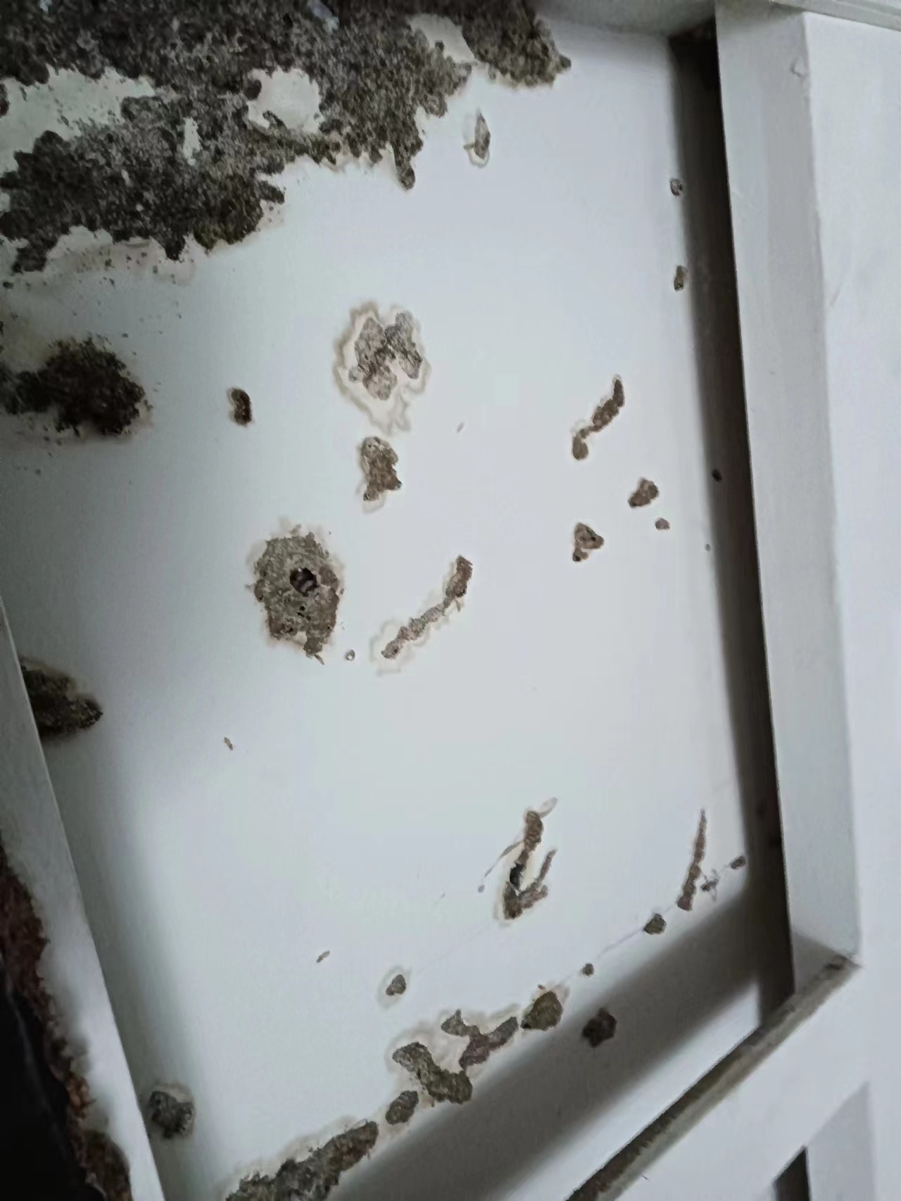 珠海白蚁防治所 珠海白蚁防治中心-珠海格兰云天清洁灭虫技术有限公司 