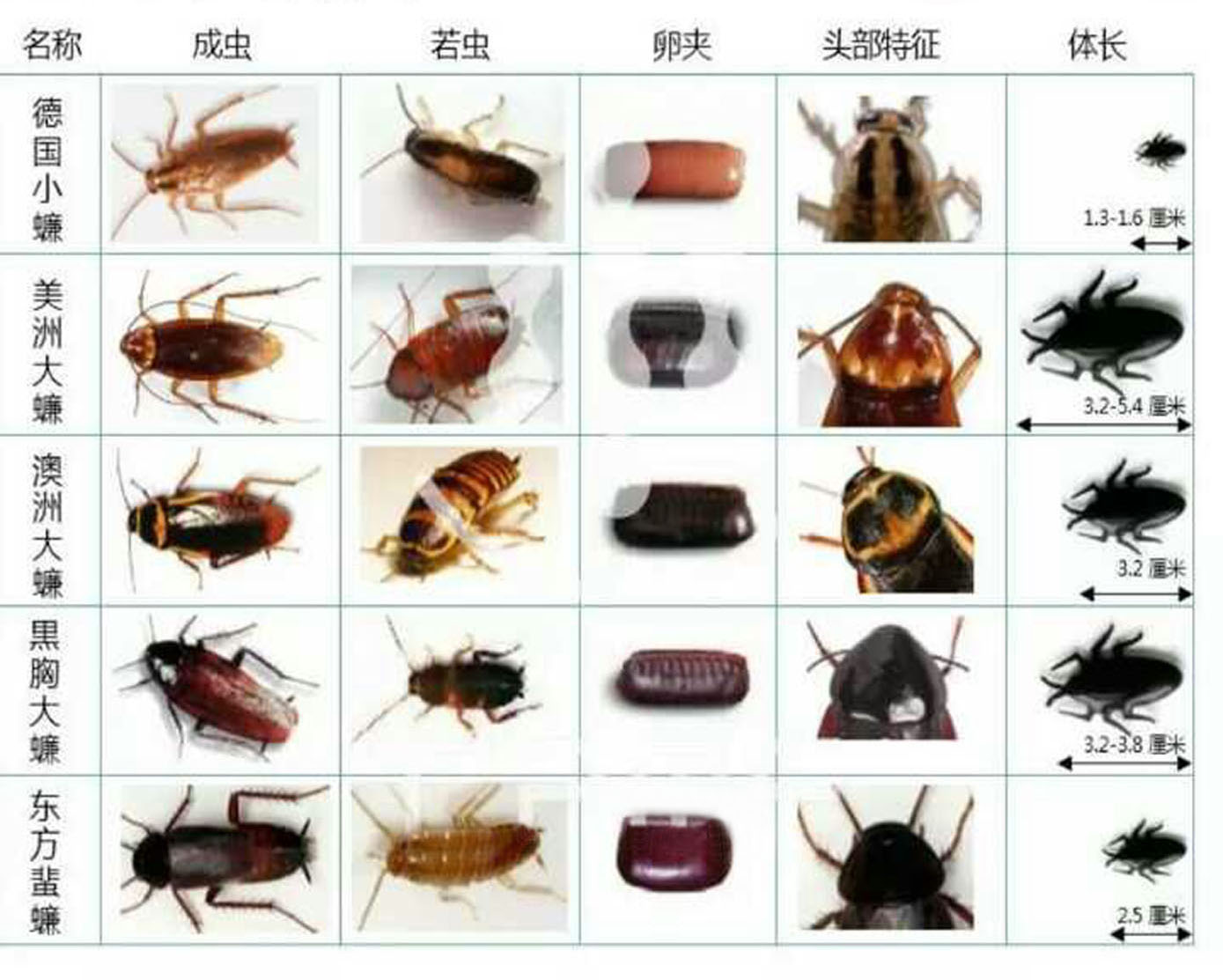 珠海蟑螂的种类