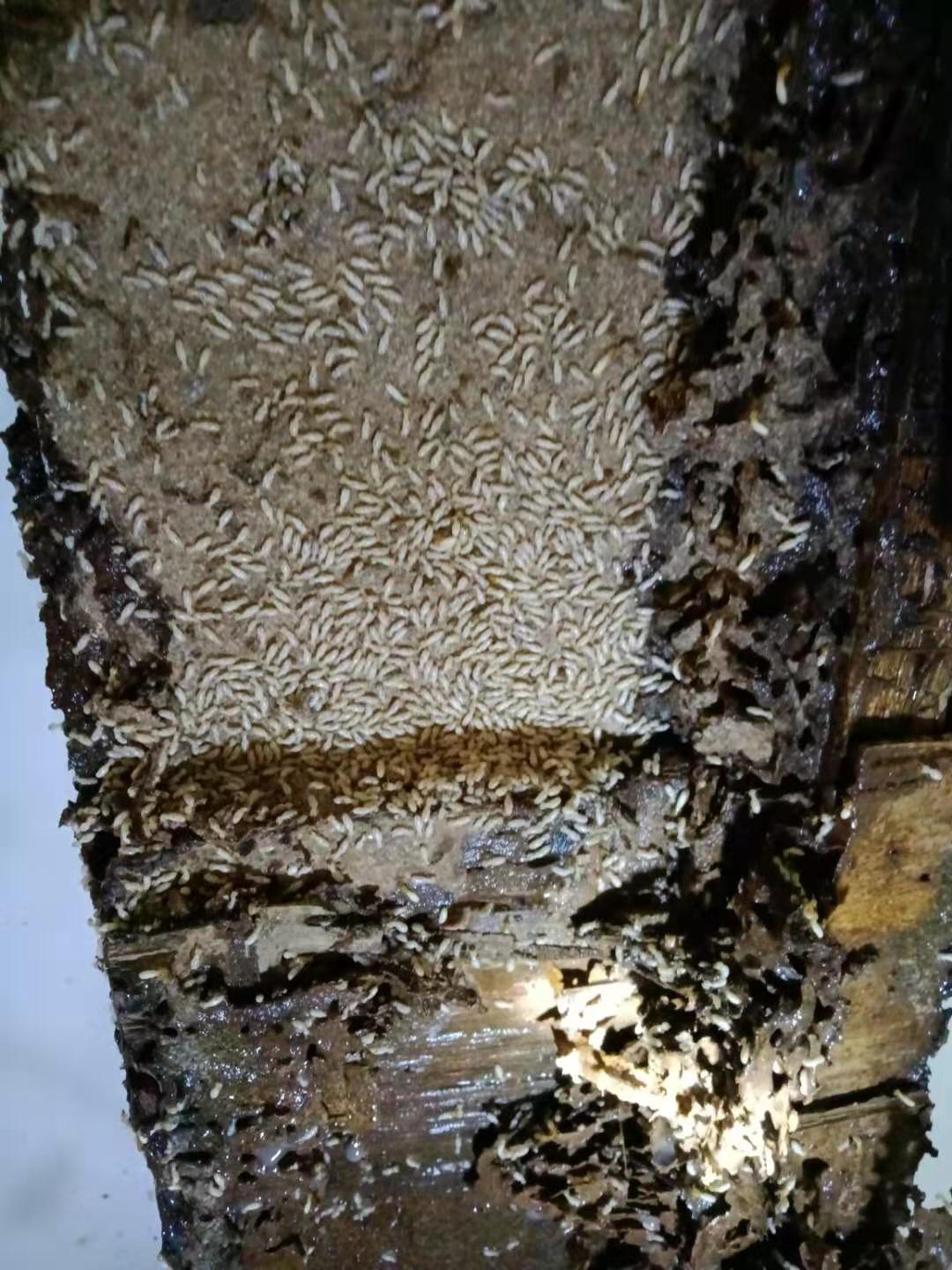 珠海建筑散白蚁防治方法的分享 及 木地板白蚁防治(图2)