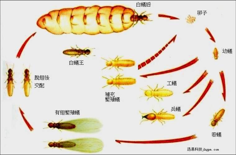 佛山白蚁防治公司电话