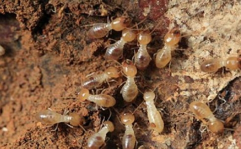 家庭消灭白蚁有哪些方法？