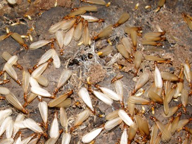 白蚁防治 -珠海白蚁防治公司 珠海白蚁防治公司 珠海白蚁预防
